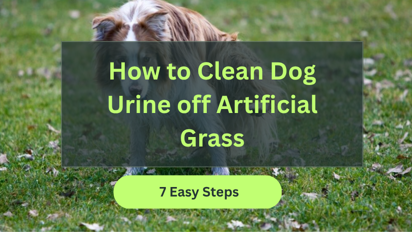 How to Clean Dog Urine off Artificial Grass in 7 Easy Steps